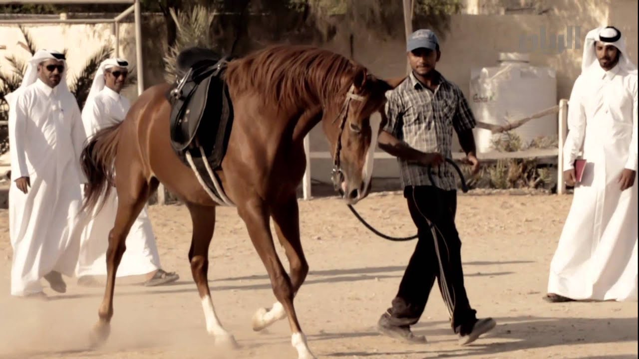 برنامج شارة الريان  للخيل - الحلقة الثانية - 18-09-2014