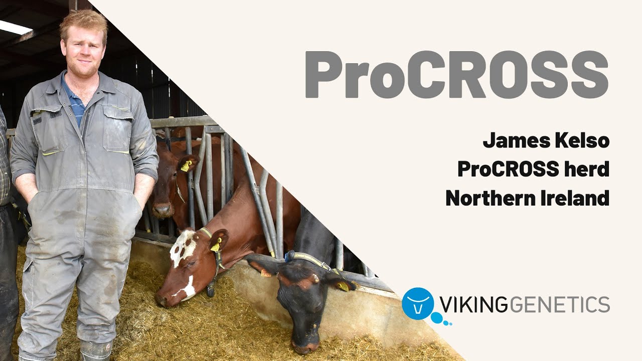 James Kelso - Bouncing back from bTB with ProCROSS, Northern Ireland