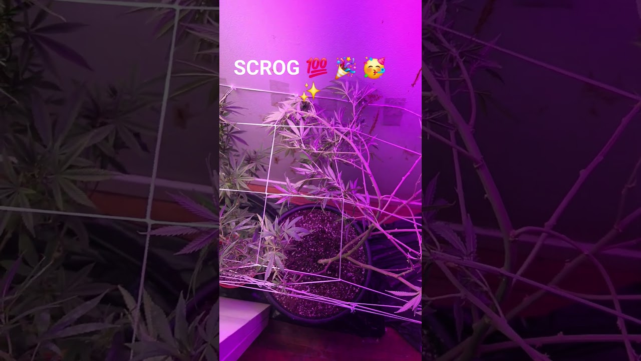 Scrogging cannabis #screen #of #green #everyone #grow #garden #how #flowers  #cool #easy #simple