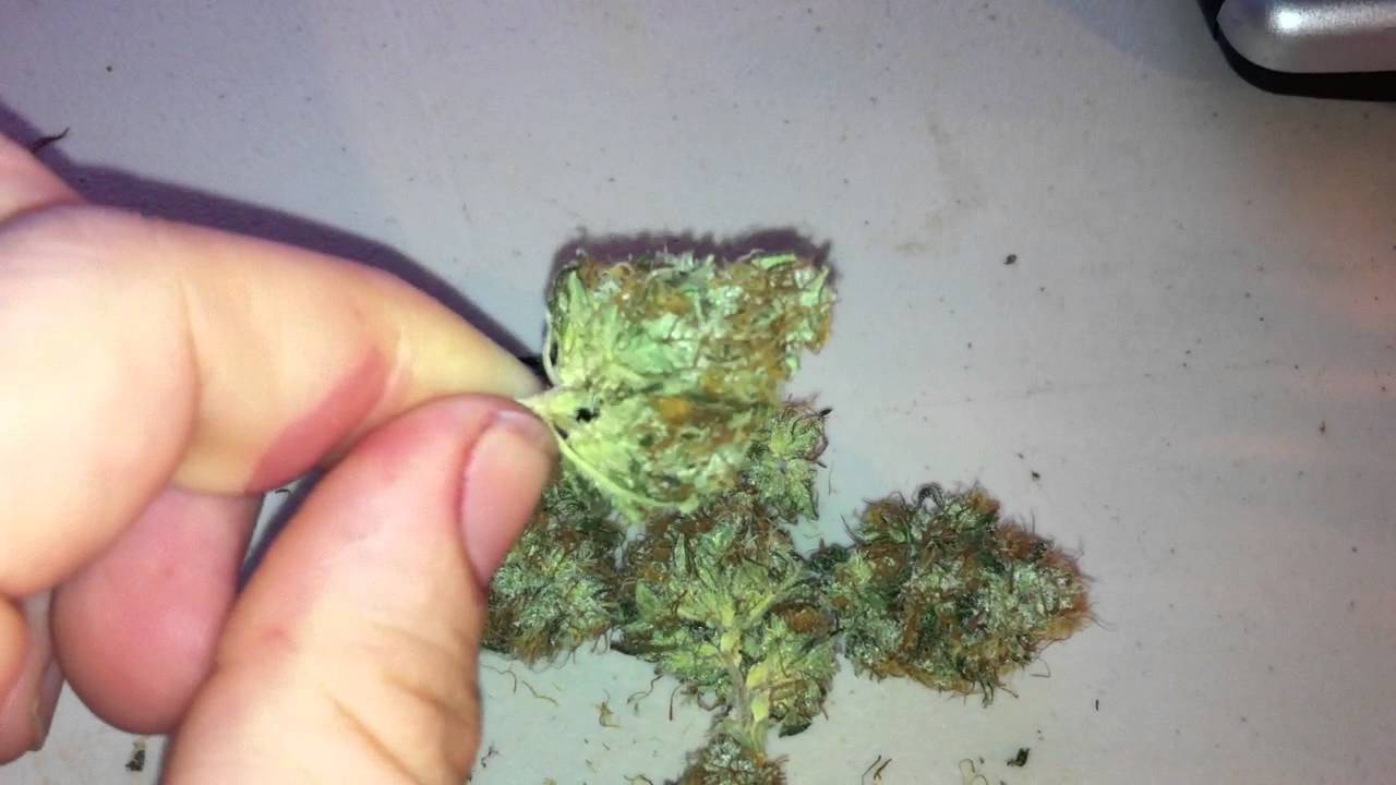 Cali Connection Original Sour Diesel - Smoke Report