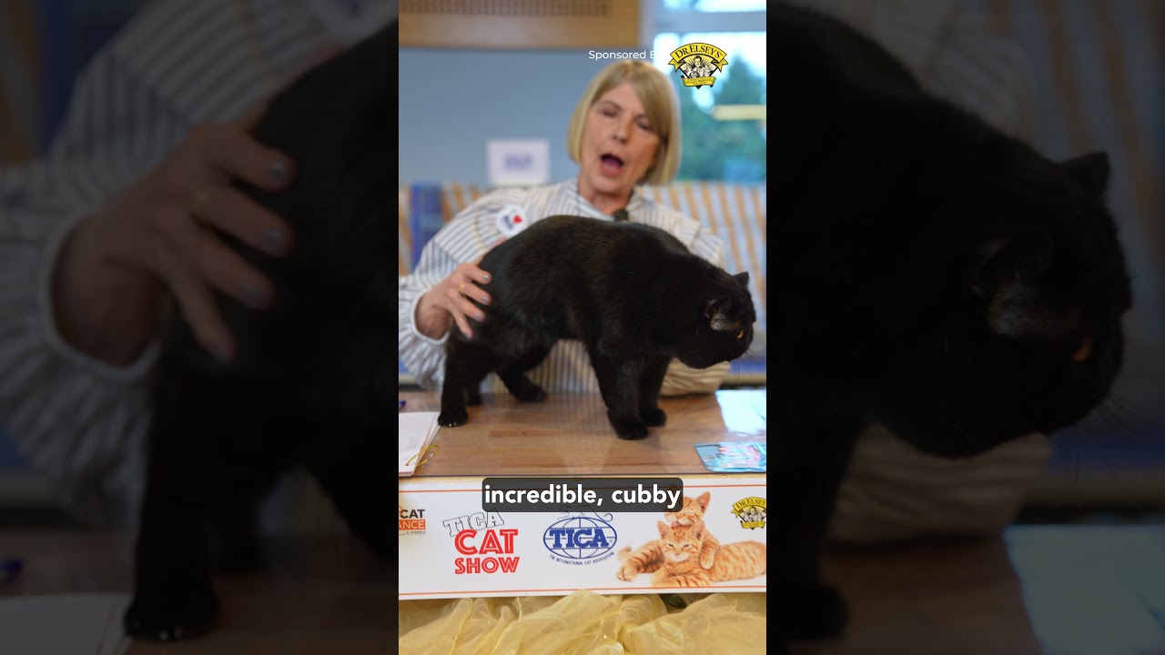 Have you ever seen Black Exotic cat?
