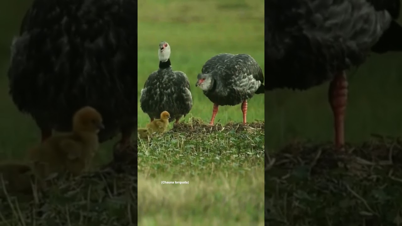 Chaj&aacute;s / Screamers