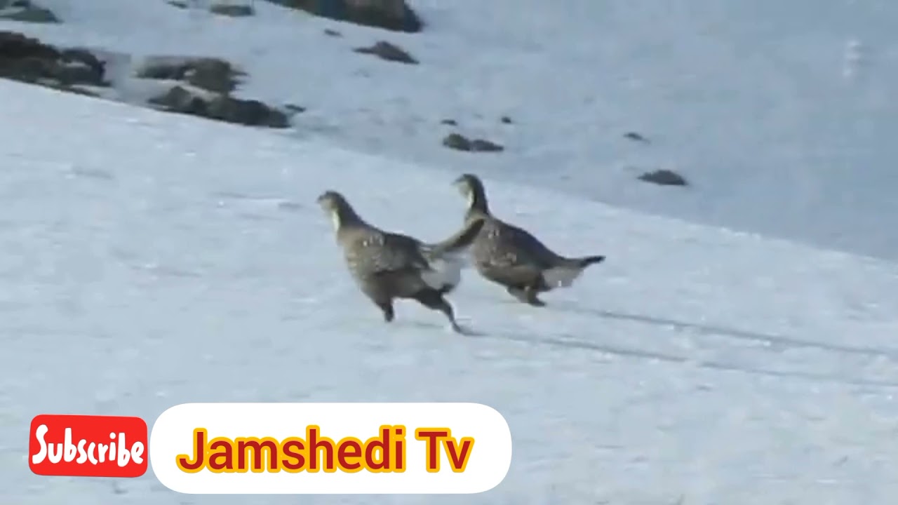 Pakistan National Birds Chukar In Stak Valley Skardu.this areas is CKNP Park 🏞️.