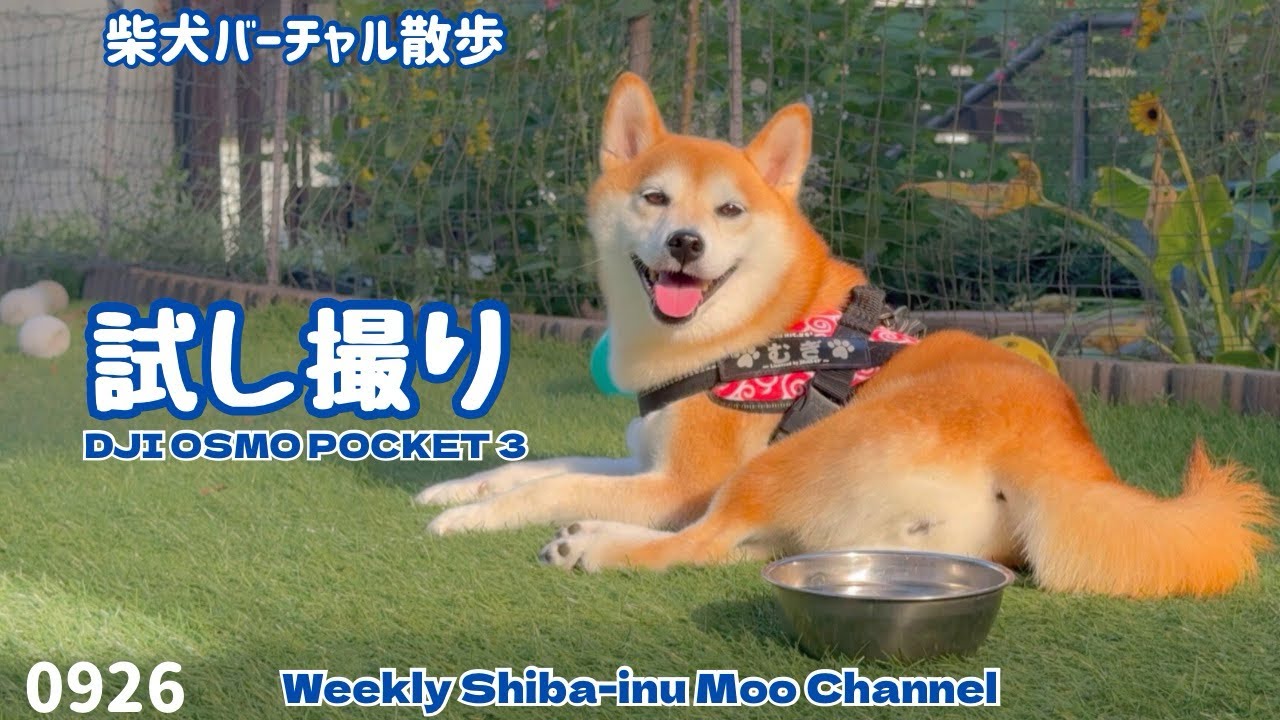 【柴犬】新しいカメラを買ったので試し撮りしてみた #211