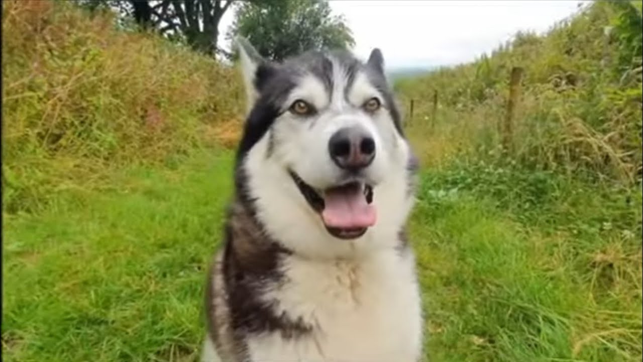 Funny Conversations To Have With A Husky!