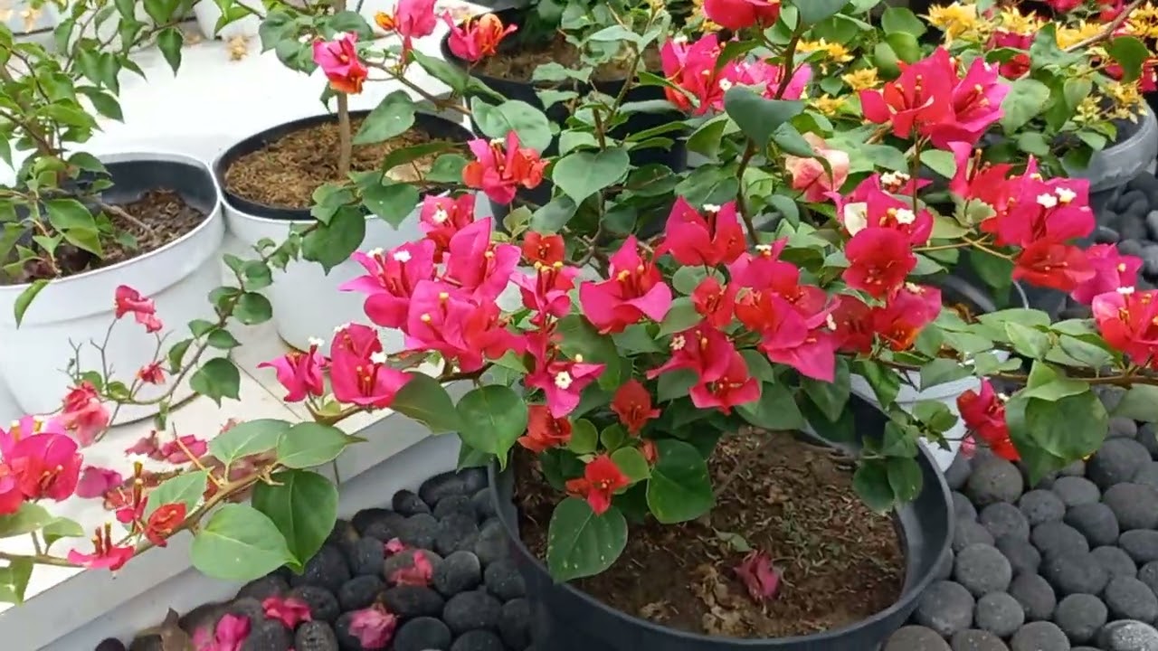 Bougenville Di Musim Hujan Malah Rimbun Bunganya ❤️💙💚🩵💜🩷🧡💛❤️