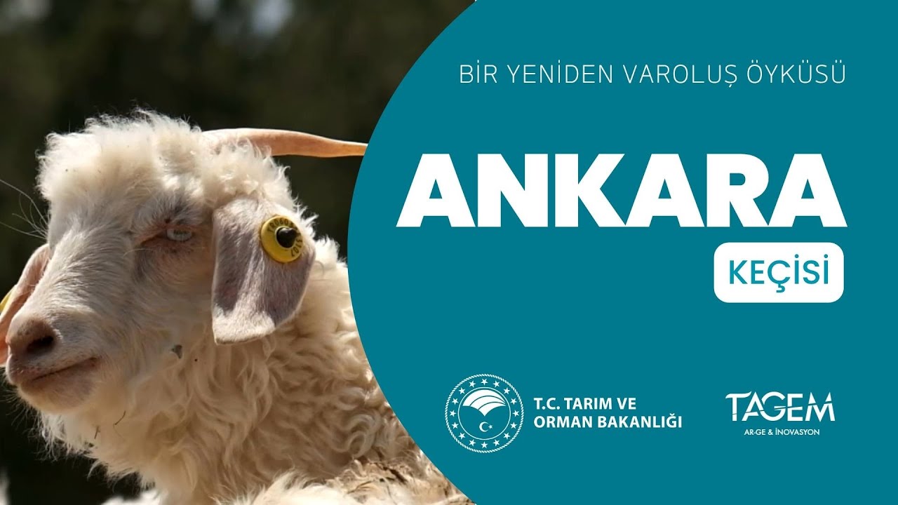 Bir Yeniden Varoluş Öyküsü: ANKARA KEÇİSİ 🐐