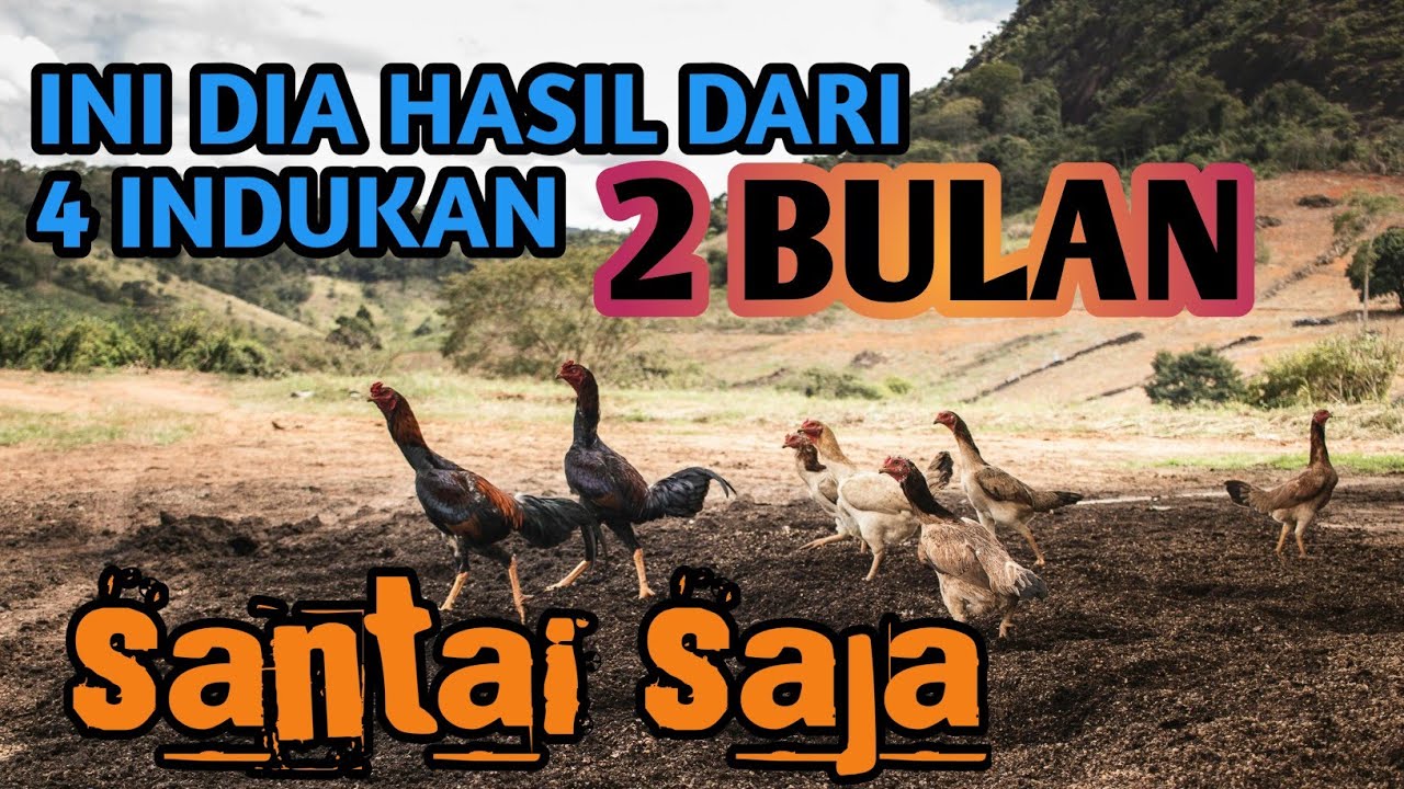 INI DIA HASIL DARI 4 INDUKAN AYAM KAMPUNG