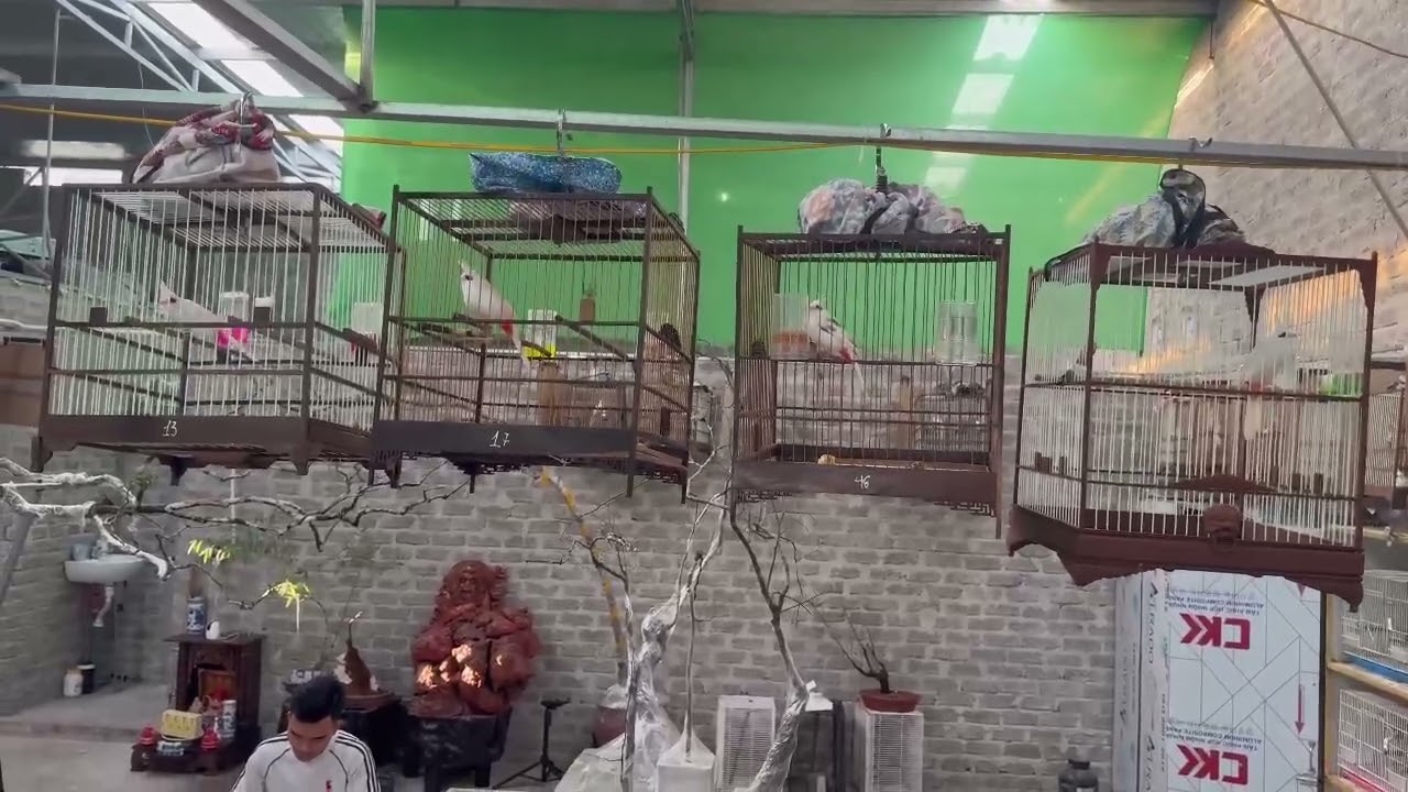 4 Siêu phẩm mào bạch cần anh em bảo tồn...