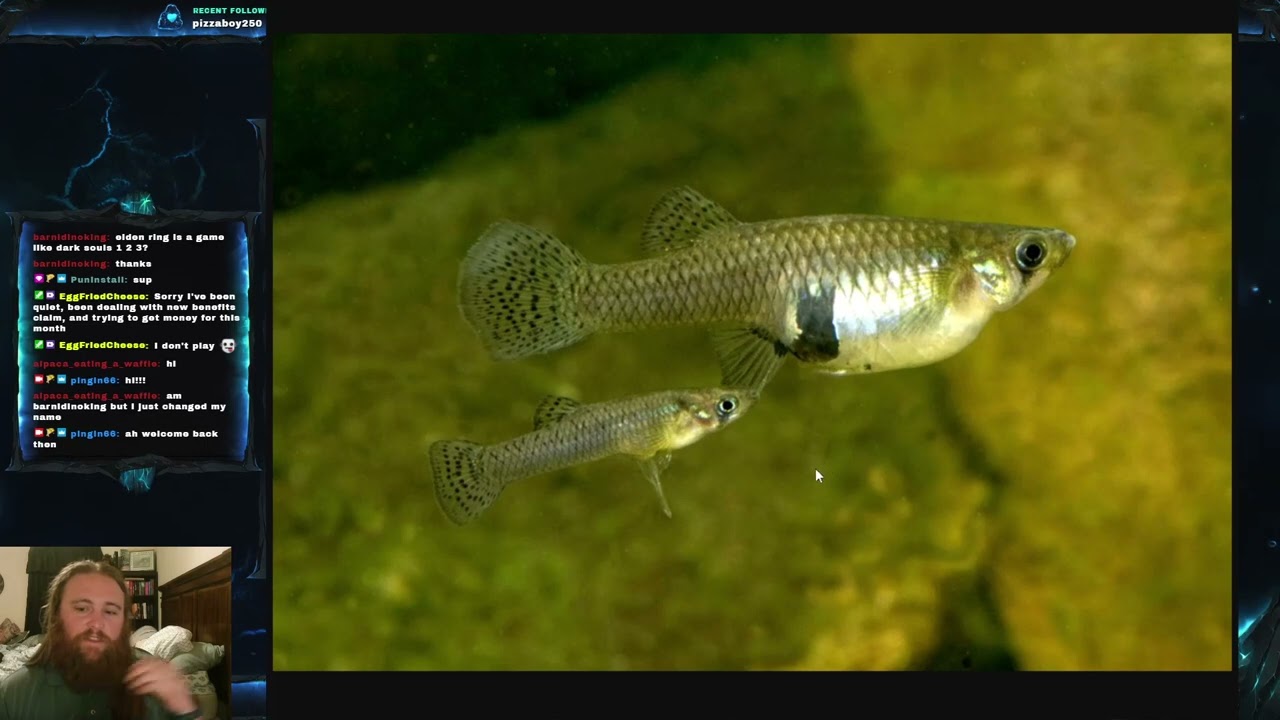 Fish Friday #101 - Western Mosquitofish