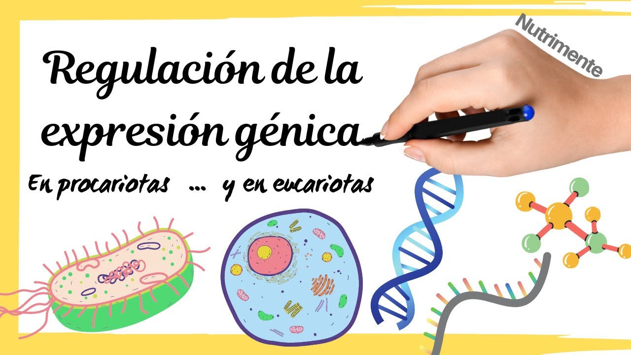 REGULACI&Oacute;N de la EXPRESI&Oacute;N G&Eacute;NICA en procariotas y eucariotas