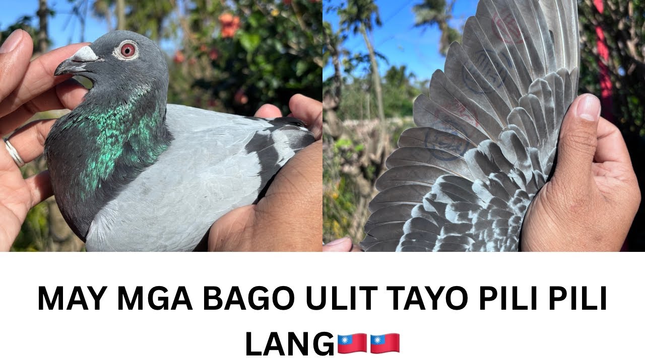 UPDATED AVAILABLE WANTAI BIRDS MAY MGA BAGO MGA KALAPATIDS BILI BILI NA MALAPIT NA MAUBOS