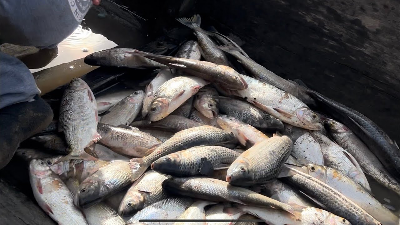 Subienda de pescado en el llano,raudal del guayabero 