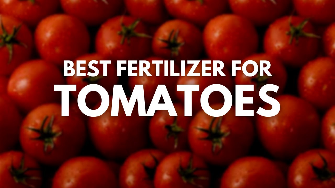 Best Fertilizer For Tomatoes - Happy Tomatoes Whole Year