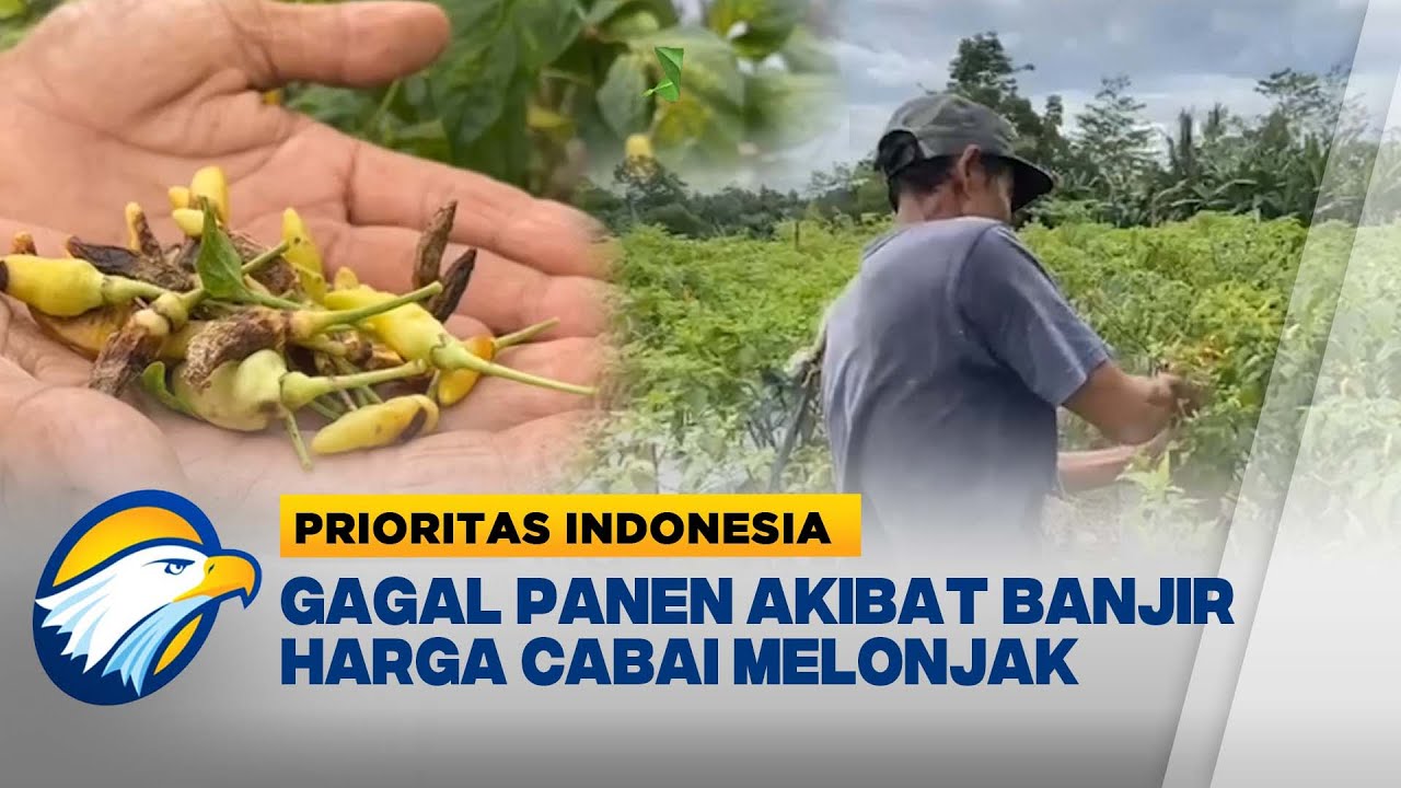 Akibat Banjir, Petani Cabai di Banten Gagal Panen | Prioritas Indonesia