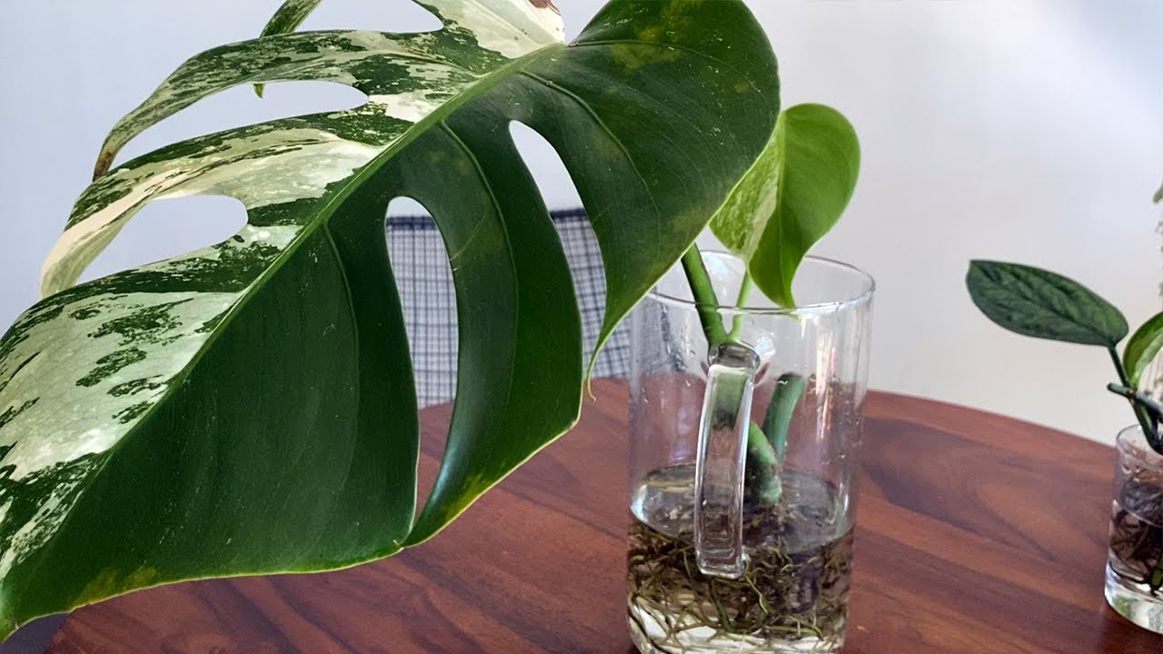 Как пересадить черенки комнатных растений из воды в почву | Monstera Albo