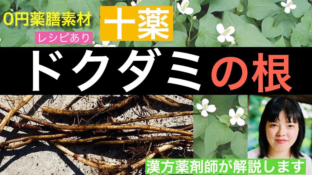 ドクダミの根