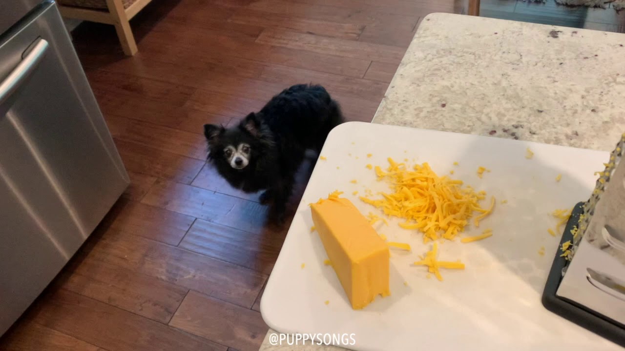 Beef and Cheese (Puppy Songs)