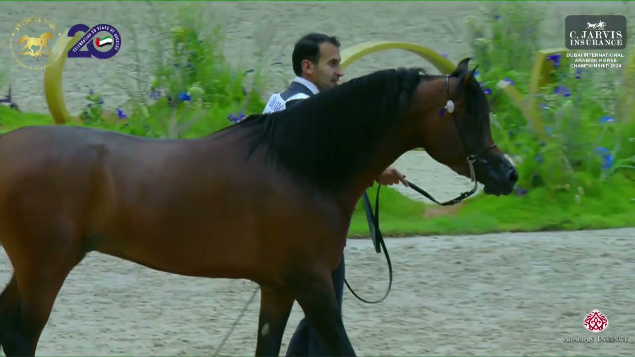 N 133 FARID ALSAWARY   Dubai International Arabian Horse Championship 2024   Colts 3 Years Old Class