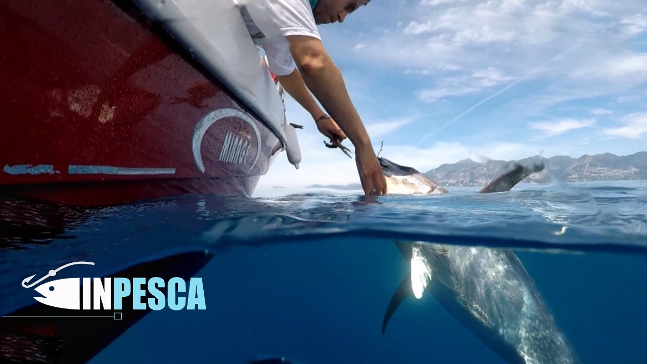 Pesca del TONNO ROSSO a DRIFTING dalla Barca con PARTENZA in DIRETTA !!!