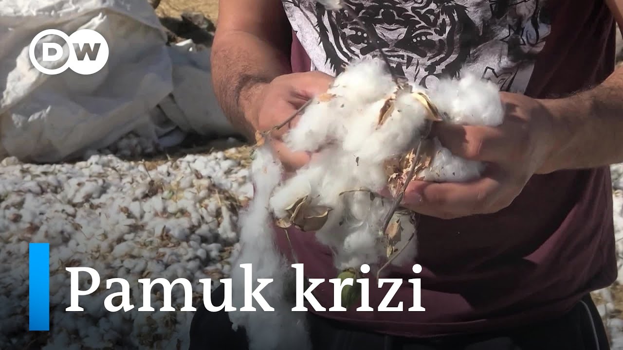 Giyim ve tekstili bekleyen tehlike: Pamuk krizi - DW Türkçe
