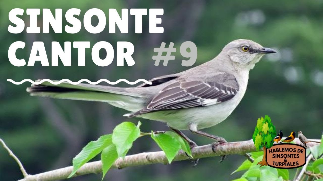 SINSONTE / CENZONTLE CANTOR #9. VÍDEO PARA ENSEÑARLE A CANTAR LINDAS MELODÍAS A TU SINSONTE.