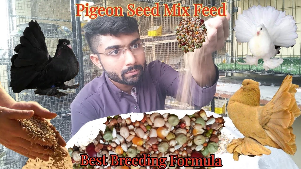 Best Pigeon Seed Mix Formula for Breeding || Pigeon Feed Nuskha for Quality Breed in Season
