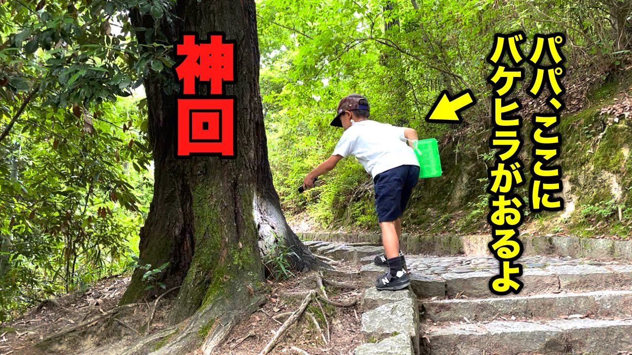 化けモノ級のヒラタクワガタがあっちにもこっちにも！