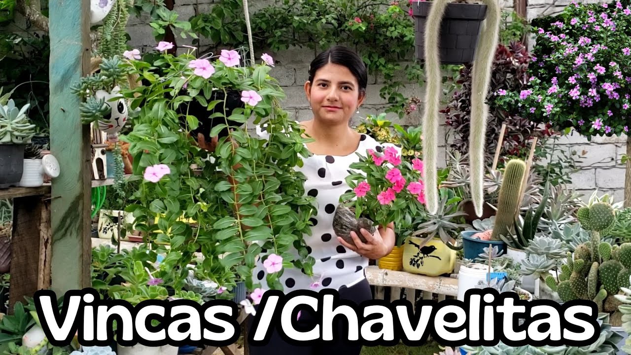 El secreto de mis Vincas o Chavelitas /colgantes y arbustivas