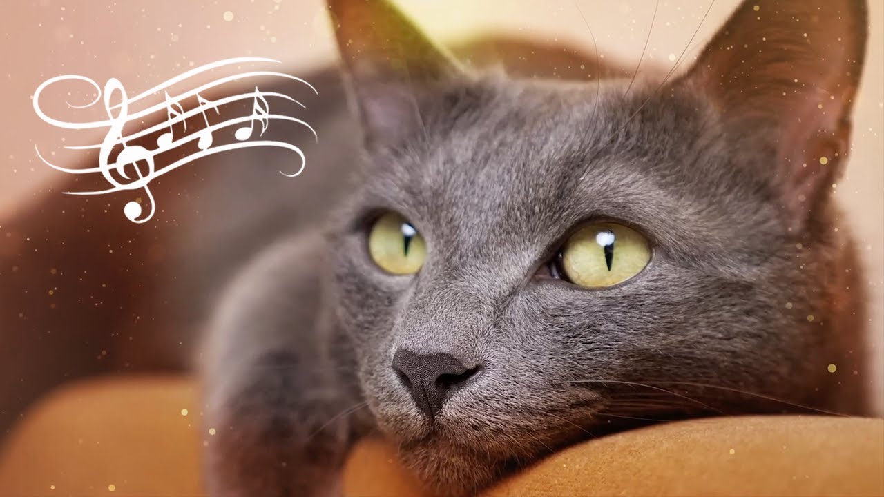 ♬ 528 Hz Calming Music for Cats to Relieve Stress and Anxiety 🐈 Cat Music