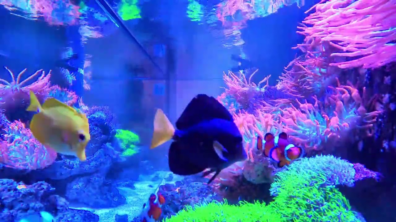 Clown fish, Tangs, wrasse and Anemones