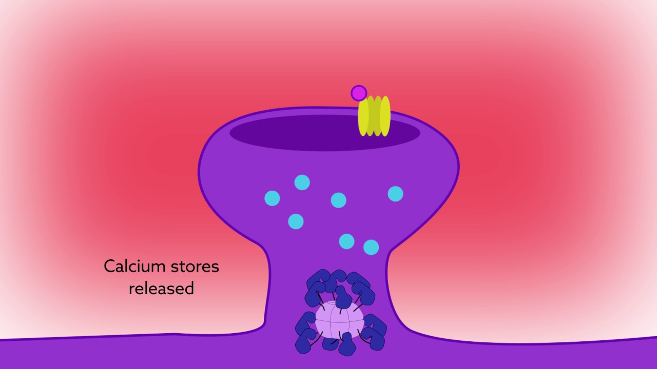 Reading calcium to write memories: the importance of CaMKII autophosphorylation