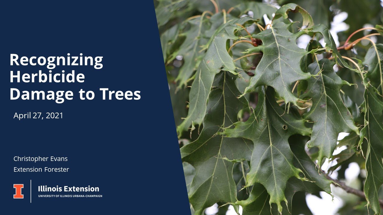 Recognizing Herbicide Damage to Trees Training