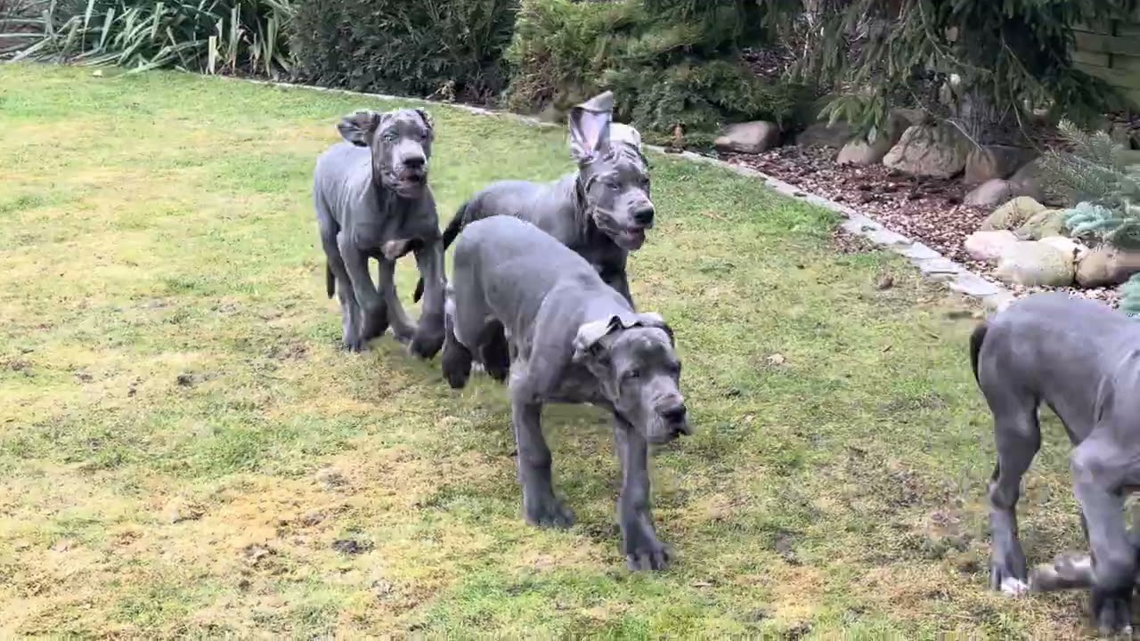 Great Dane Blue - 12,5w - 09.02.2026