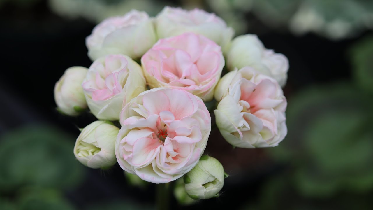 #010 6836 6044 문자주세요 ~#제라늄 이중화분 대품 #베고니아#목베고니아#핑크샤워베고니아 #풍란~