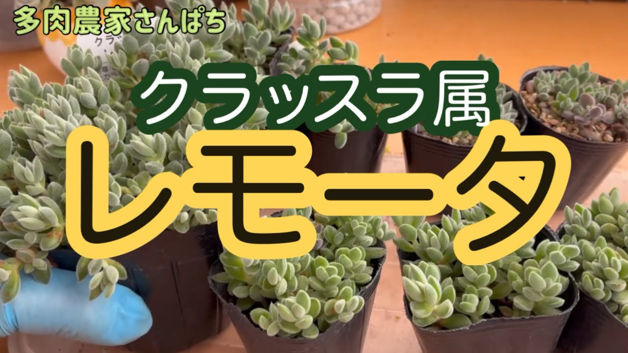 【多肉植物】【クラッスラ属レモータ】