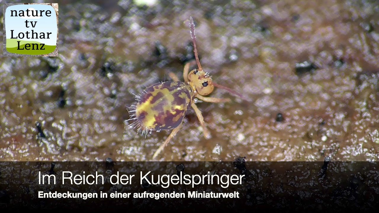 Im Reich der Kugelspringer. Entdeckungen in einer faszinierenden Miniaturwelt