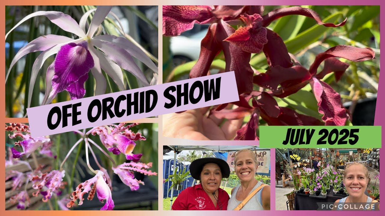 Miami Orchid Summer Show- OFEs July Orchid & Plant Sale! 