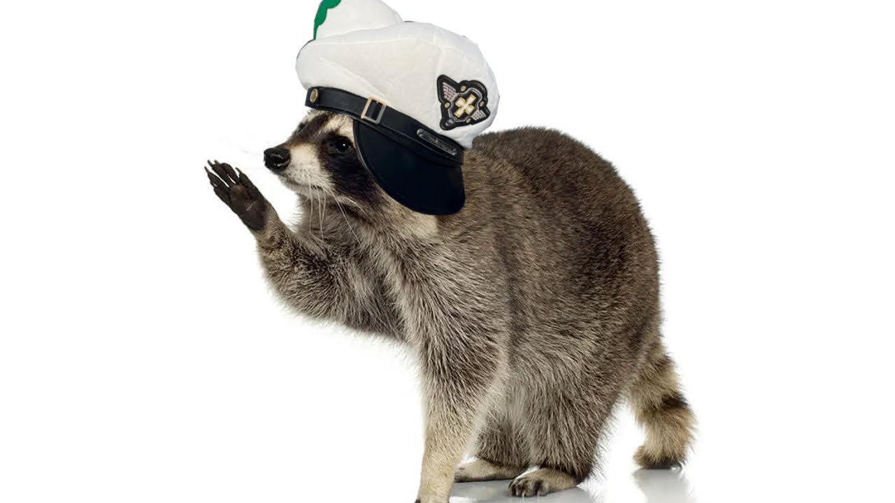 Coons