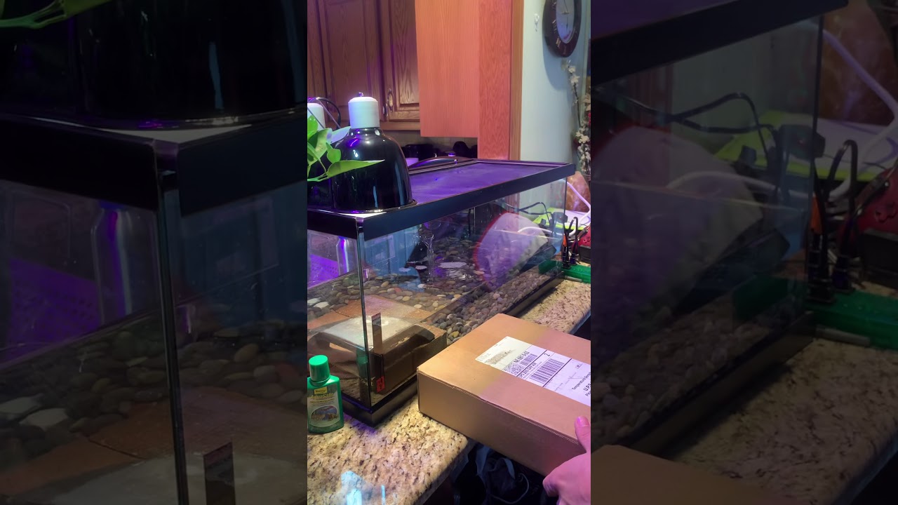 Unboxing a baby map turtle from Myturtlestore.com