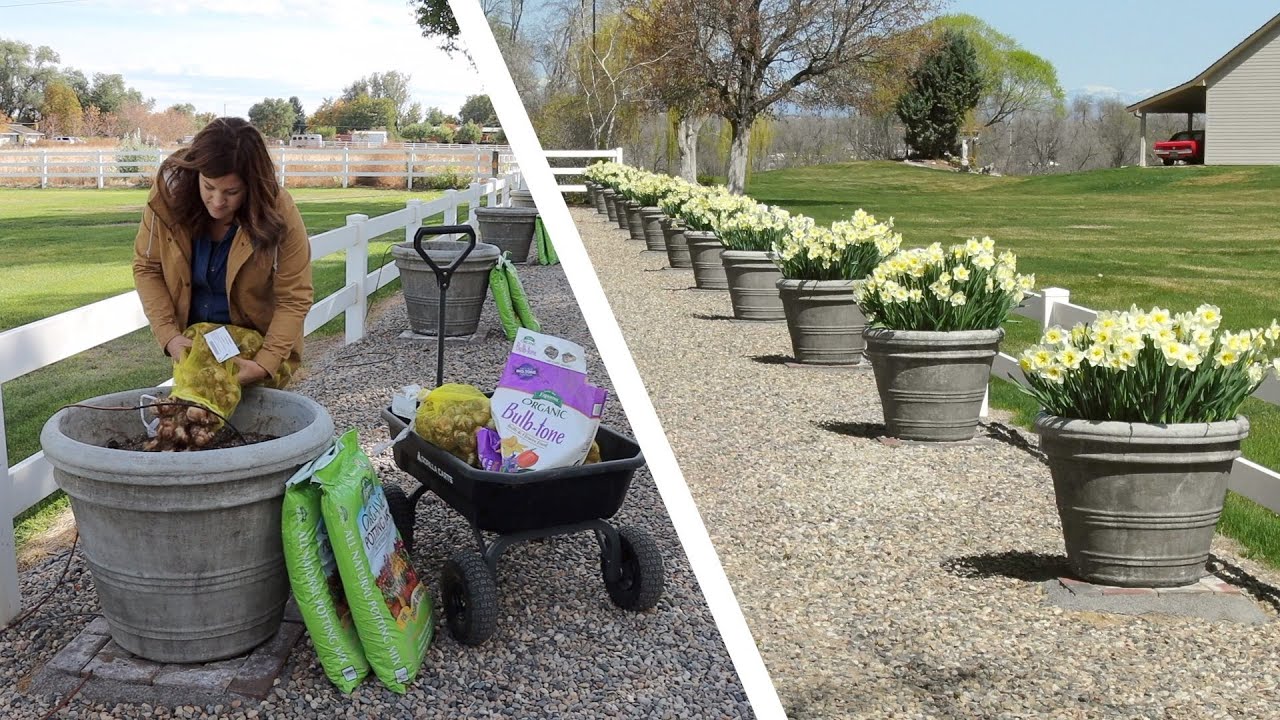 Planting Daffodil Bulbs in the Fall For Spring Blooms! 🌼