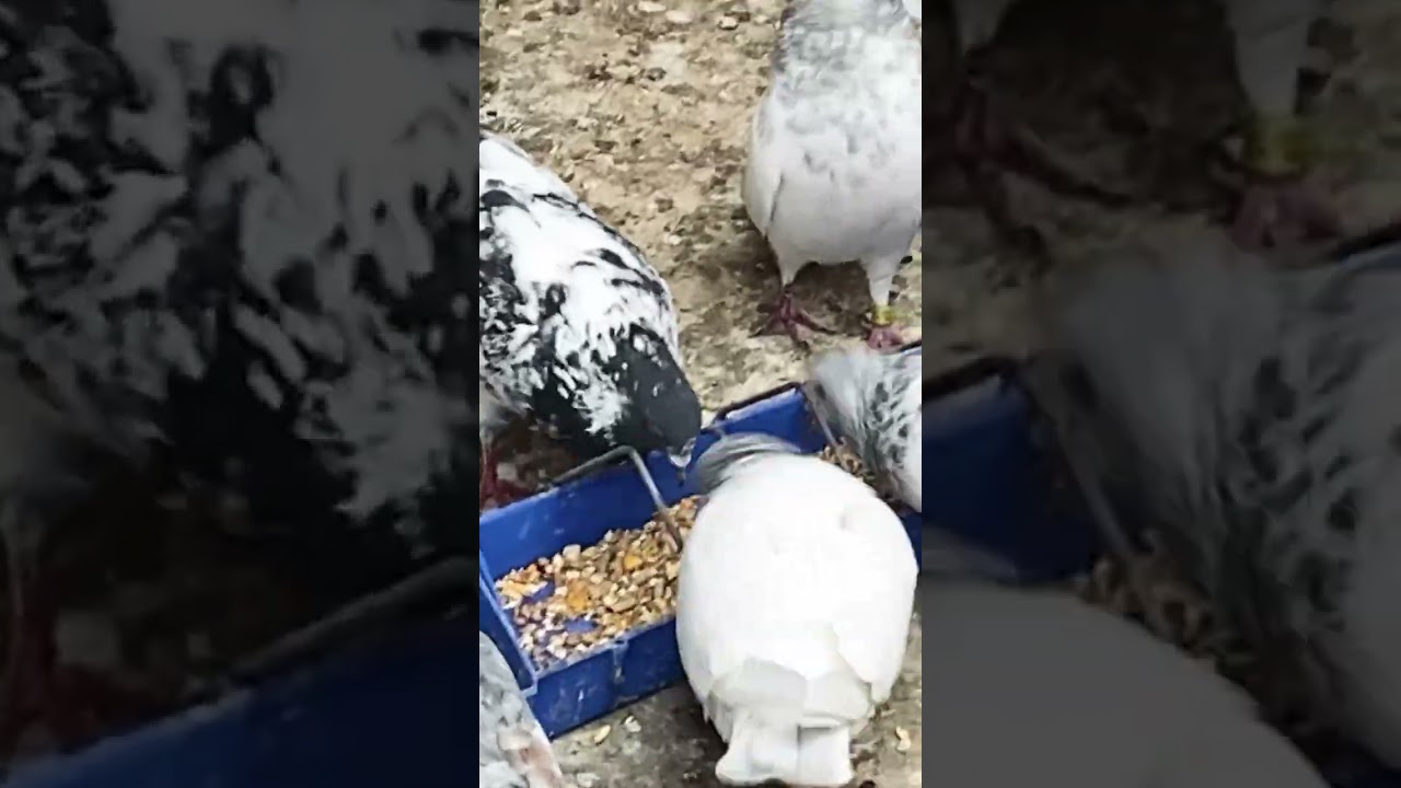 Pigeon Hobby