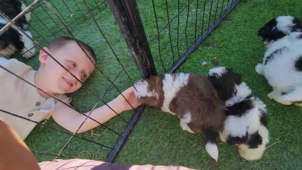 School Sports Teddy Bear Shichon puppies from Betsy and Olaf 