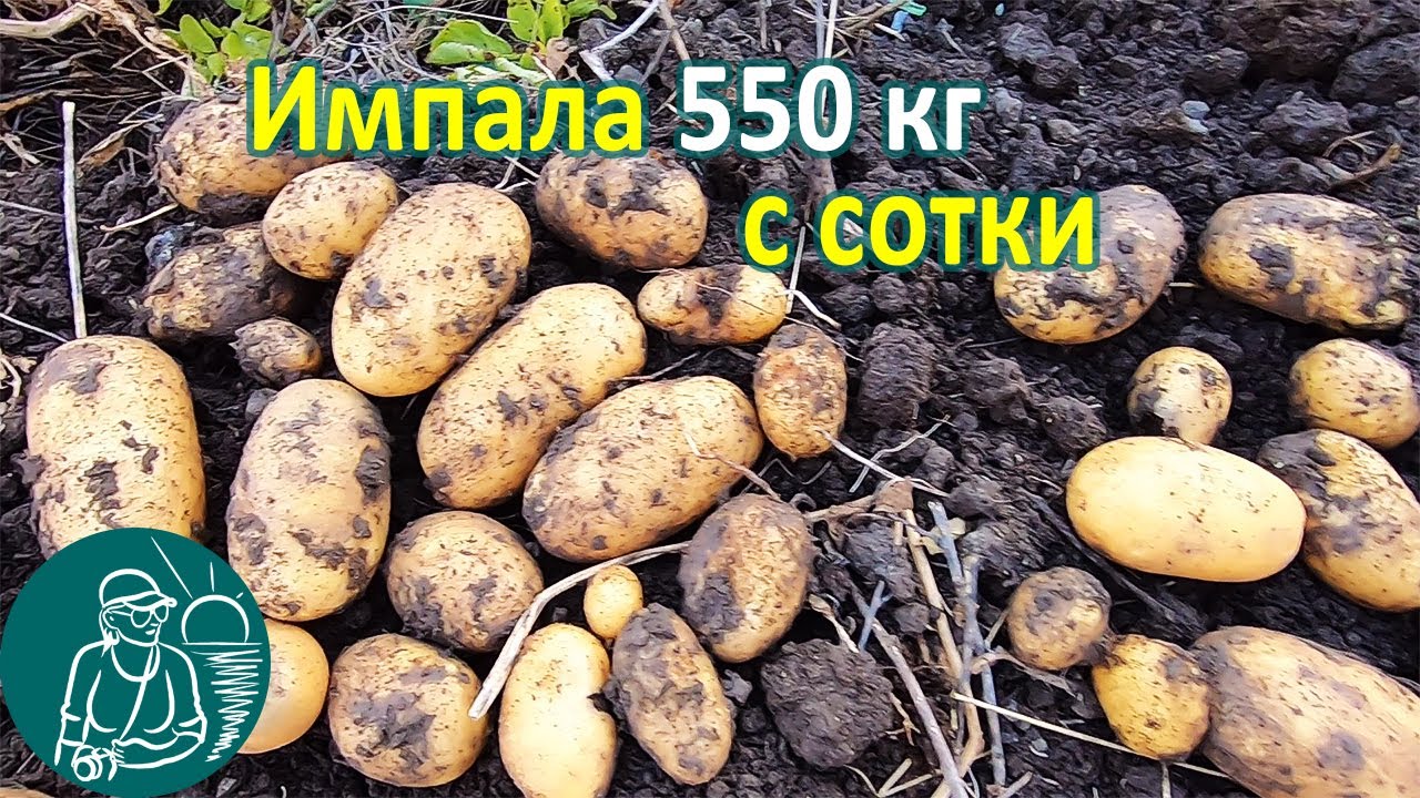 Импала в жарком климате от посадки до уборки урожая 🥔 Выращивание картофеля 🌿 Опыт Гордеевых