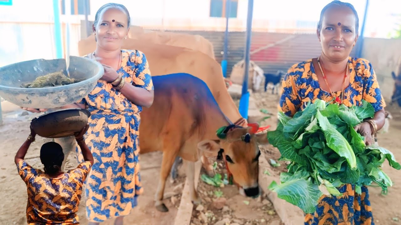 9 மாடுகள் குடும்பத்துடன் இணைந்து மாட்டுப்பண்ணை பால் ஊற்றும் தொழில் செய்யும் அம்மா | Siva Arun Tv