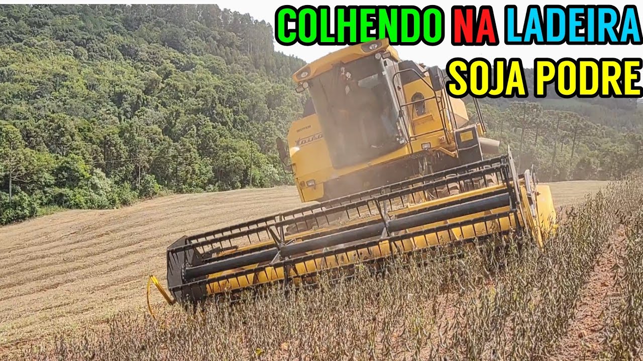 Colhendo soja na LADEIRA (soja podre da chuva)