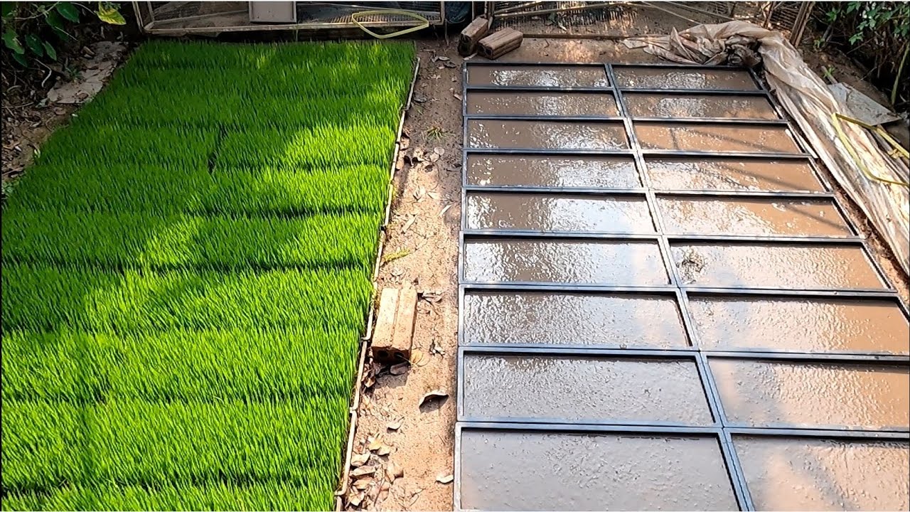 How to seeding with plastic tray - Hướng dẫn gieo mạ khay cho máy cấy.