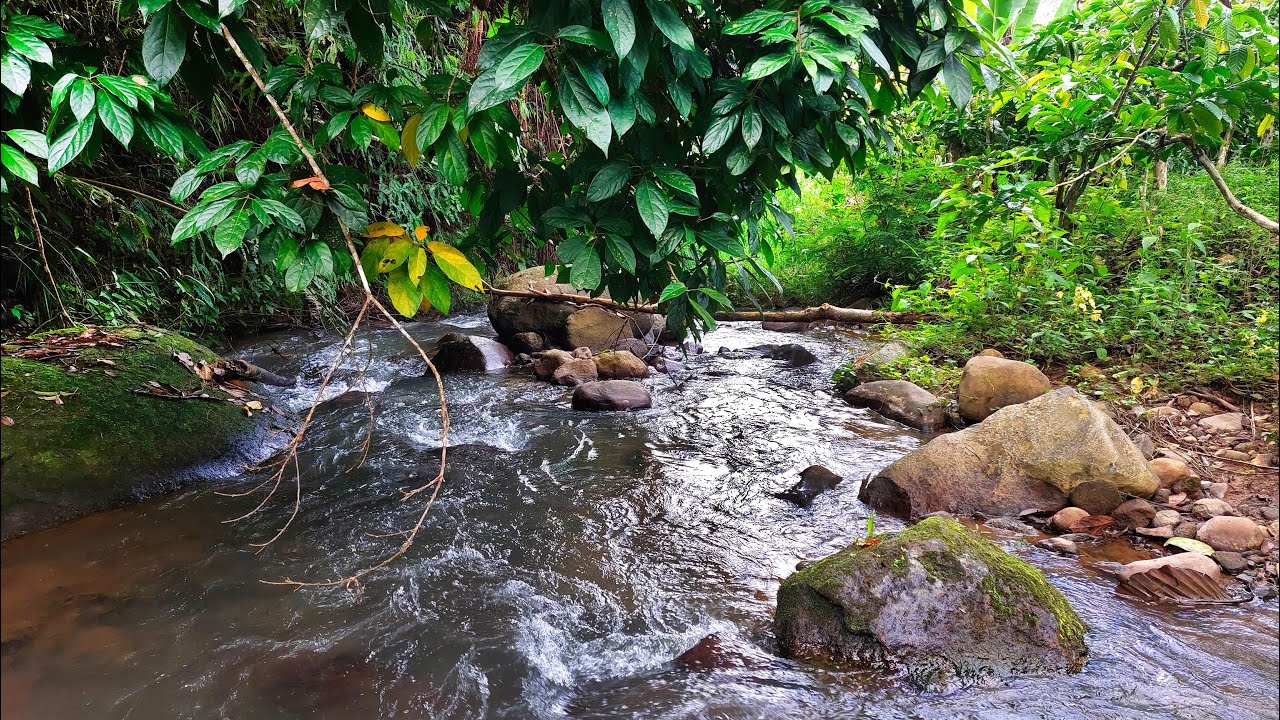 Relieve Stress Immediately to Sleep Soundly with Serene Woodland Creek Flowing Slowly Over Rocks