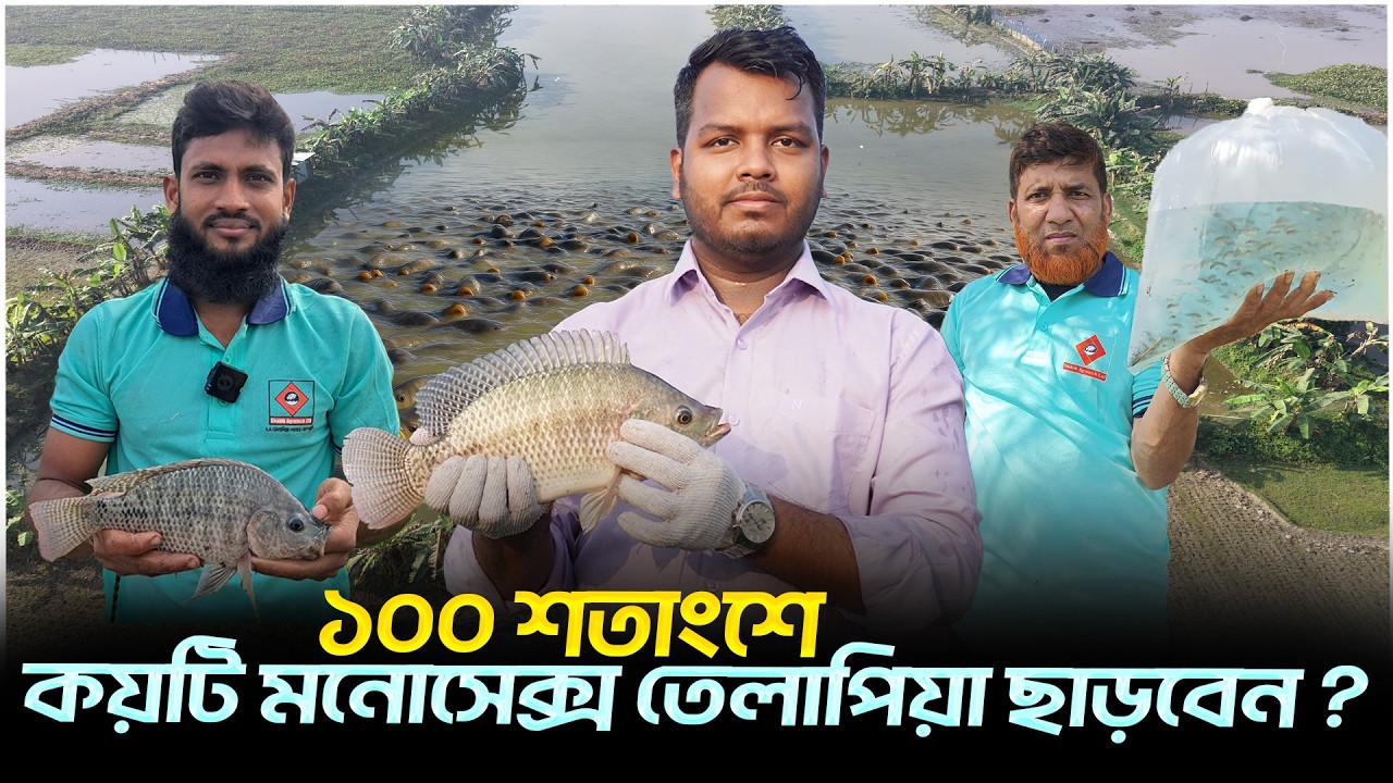 ১০০ শতাংশে কয়টি মনোসেক্স তেলাপিয়া চাষ করবেন || Shakib AGRO || SA তেলাপিয়া মাছের চাষ পদ্ধতি
