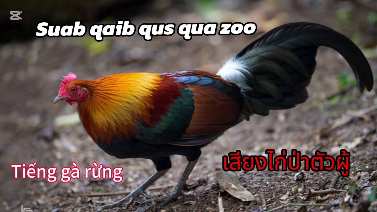 Suab qaib qus qua zoo 2025